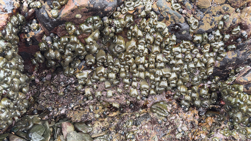iNaturalist observation photo of Aggregating Anemone