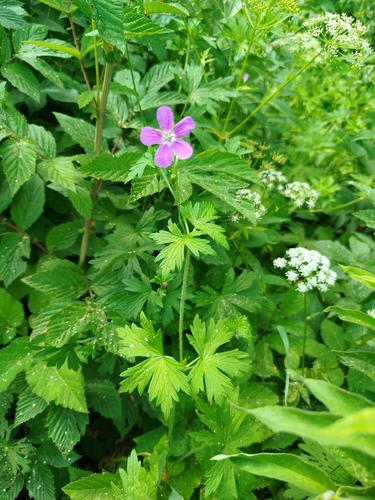 Marsh Crane's-bill
