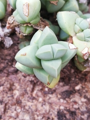 Mesembryanthemoideae