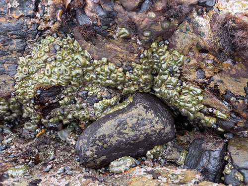 iNaturalist observation photo of Aggregating Anemone