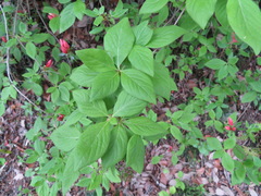 Rhododendron kaempferi