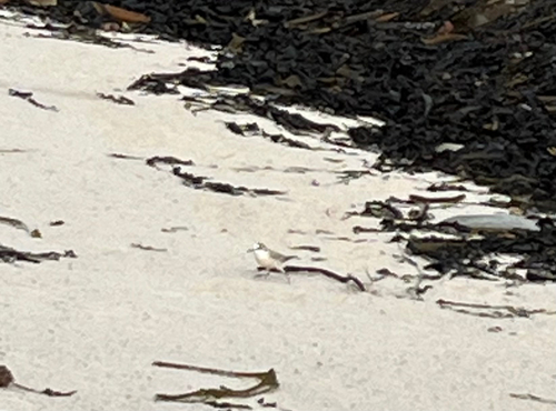 iNaturalist image