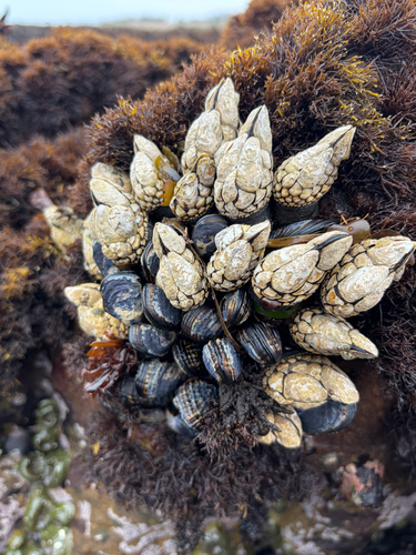 iNaturalist observation photo of Gooseneck Barnacle