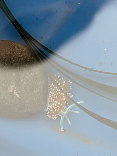 iNaturalist observation photo of Opalescent Nudibranch