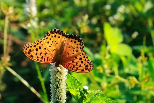 Tropical Fritillary