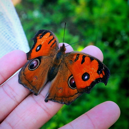 Peacock Pansy