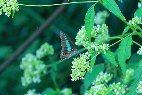 Common Bluebottle