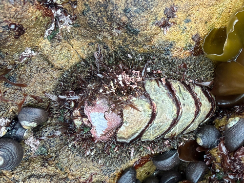 iNaturalist observation photo of Mossy Chiton