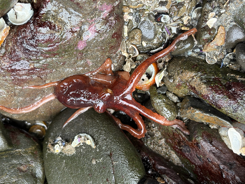 iNaturalist observation photo of East Pacific Red Octopus