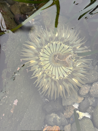 iNaturalist observation photo of Sunburst Anemone