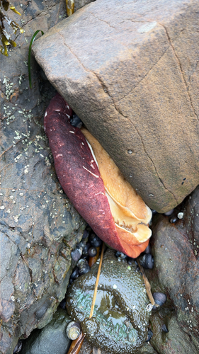 iNaturalist observation photo of Gumboot Chiton