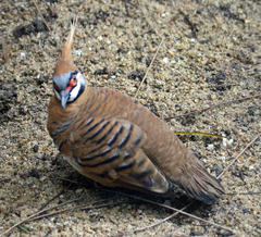 Spinifex Pigeon photo 3