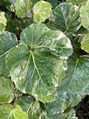 Polyscias guilfoylei