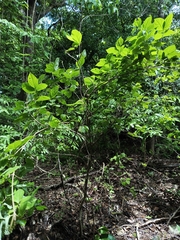 Celtis iguanaea, photograph author not stated, no rights reserved