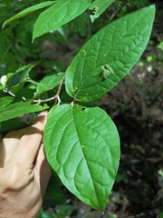 Celtis iguanaea, photograph author not stated, no rights reserved