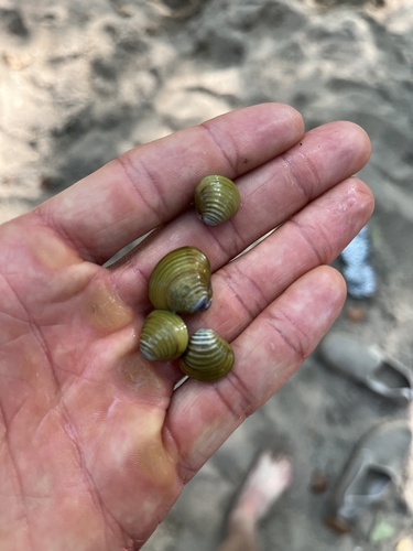 Asian Clam