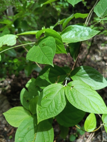 Celtis iguanaea, photograph 4
