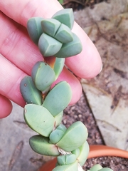 Mesembryanthemoideae