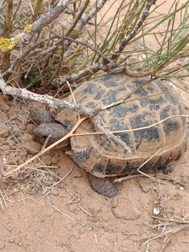 Souss Valley Tortoise