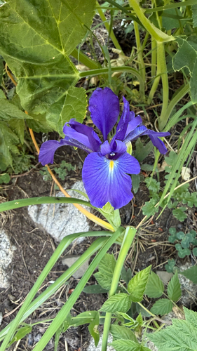 English Iris