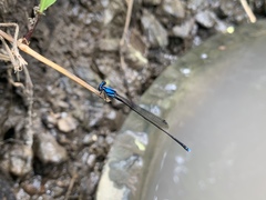 Prodasineura integra