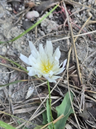 Pinaropappus roseus, photograph 5