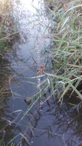 Banded Garden Spider