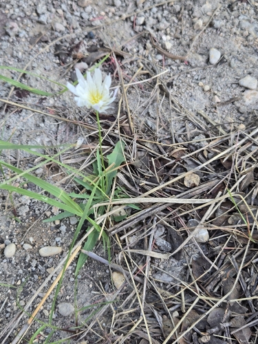Pinaropappus roseus, photograph 6