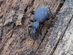Cychrus caraboides