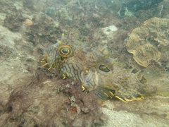 Chilomycterus antillarum