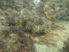 Chilomycterus antillarum