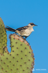 Mimus parvulus parvulus