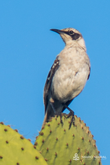 Mimus parvulus parvulus