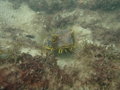 Chilomycterus antillarum