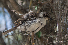 Mimus parvulus parvulus