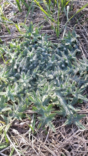 Cardo asinino (Cirsium vulgare): origine e usi — foto 5