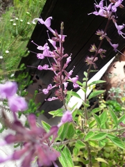 Syncolostemon petiolatus