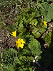Ficaria verna