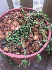 Curio rowleyanus