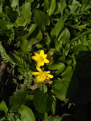 Ficaria verna