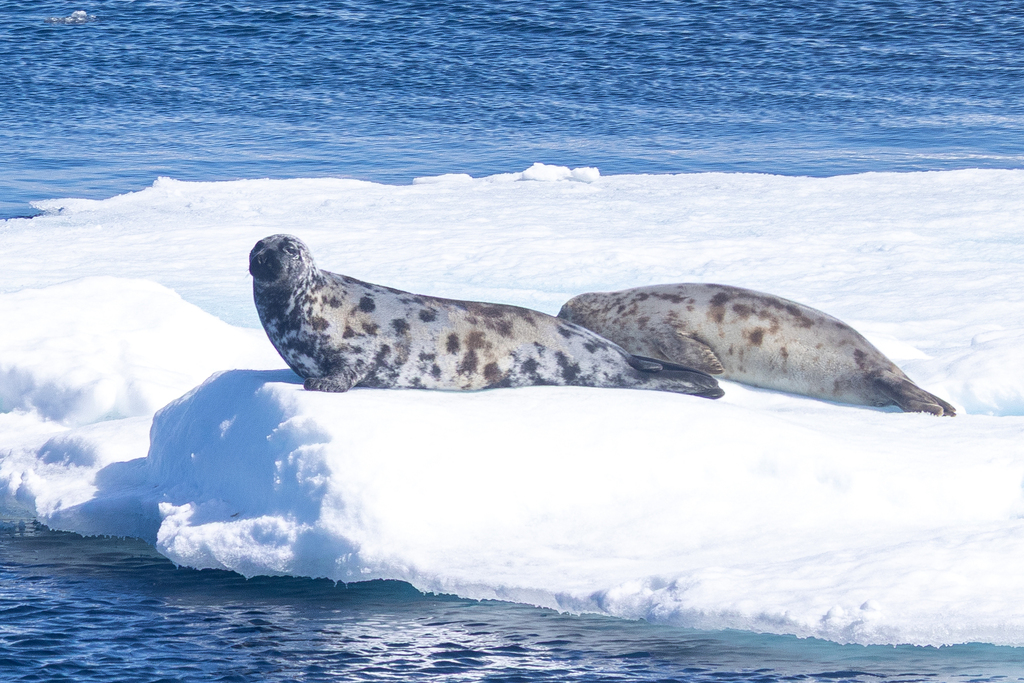 Two spotted hooded seals lying together on an ice floe with blue sea behind them
