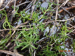 Hemichroa pentandra