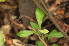 Corokia