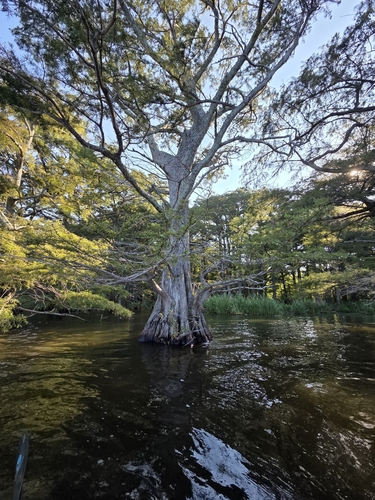 baldcypress