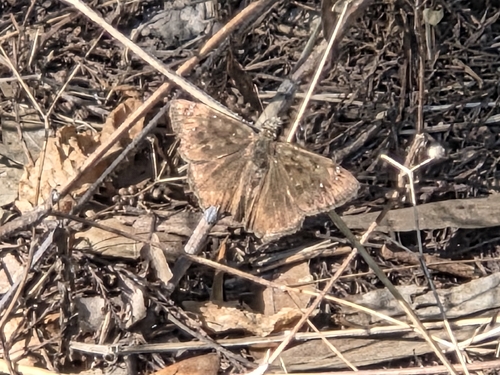 Horace's Duskywing