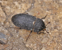 Dermestes laniarius