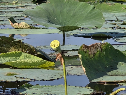 American lotus