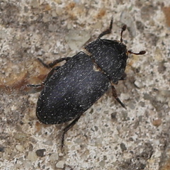 Dermestes laniarius