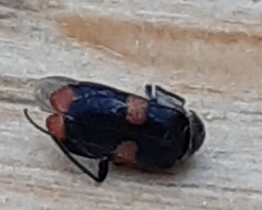 Anthocomus fasciatus