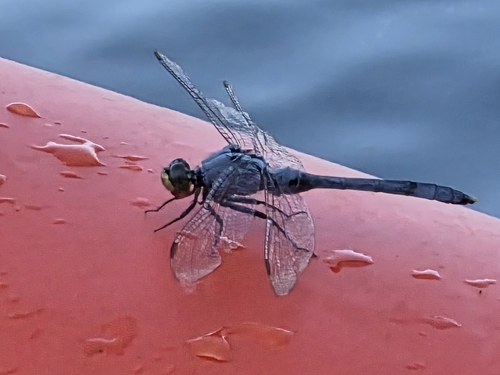 Eastern Pondhawk